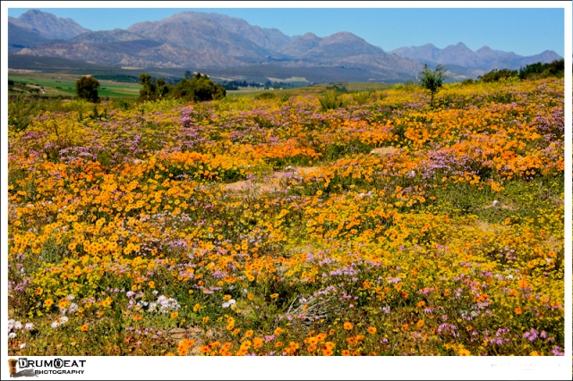 west-coast-and-flower-tours